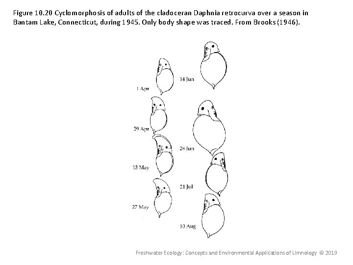 Figure 10. 20 Cyclomorphosis of adults of the cladoceran Daphnia retrocurva over a season Figure 10. 20 Cyclomorphosis of adults of the cladoceran Daphnia retrocurva over a season