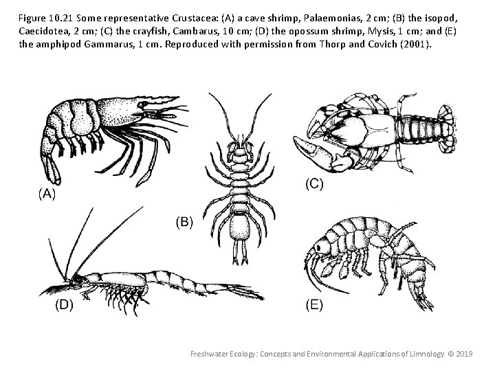 Figure 10. 21 Some representative Crustacea: (A) a cave shrimp, Palaemonias, 2 cm; (B) Figure 10. 21 Some representative Crustacea: (A) a cave shrimp, Palaemonias, 2 cm; (B)