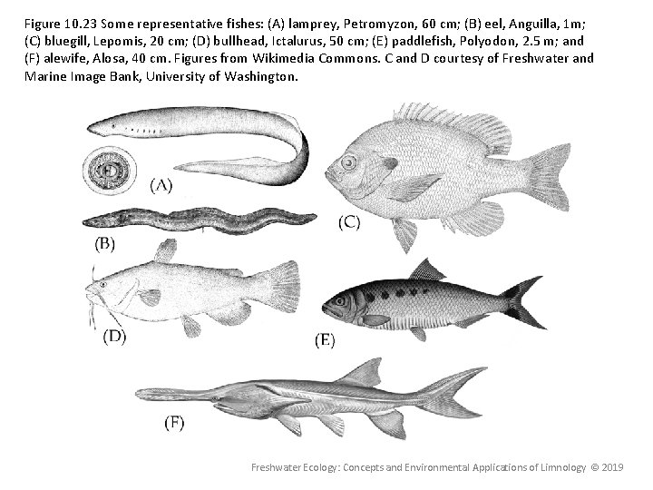 Figure 10. 23 Some representative fishes: (A) lamprey, Petromyzon, 60 cm; (B) eel, Anguilla, Figure 10. 23 Some representative fishes: (A) lamprey, Petromyzon, 60 cm; (B) eel, Anguilla,