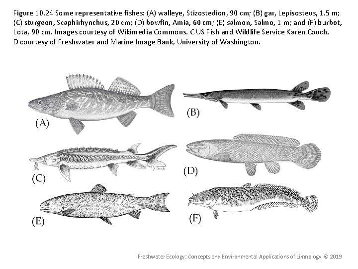 Figure 10. 24 Some representative fishes: (A) walleye, Stizostedion, 90 cm; (B) gar, Lepisosteus, Figure 10. 24 Some representative fishes: (A) walleye, Stizostedion, 90 cm; (B) gar, Lepisosteus,