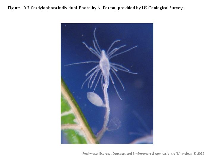 Figure 10. 3 Cordylophora individual. Photo by N. Rorem, provided by US Geological Survey. Figure 10. 3 Cordylophora individual. Photo by N. Rorem, provided by US Geological Survey.