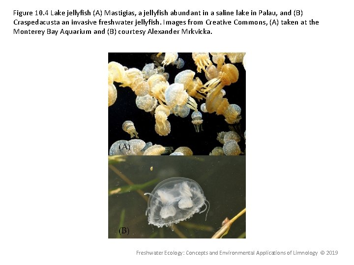 Figure 10. 4 Lake jellyfish (A) Mastigias, a jellyfish abundant in a saline lake Figure 10. 4 Lake jellyfish (A) Mastigias, a jellyfish abundant in a saline lake