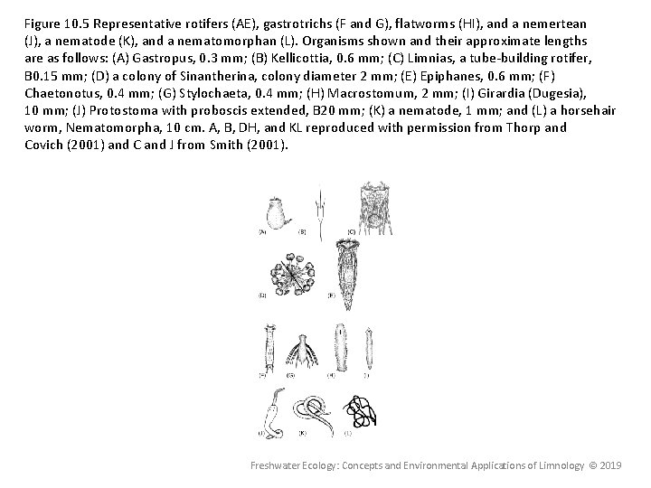 Figure 10. 5 Representative rotifers (AE), gastrotrichs (F and G), flatworms (HI), and a Figure 10. 5 Representative rotifers (AE), gastrotrichs (F and G), flatworms (HI), and a