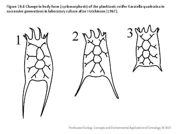 Figure 10. 6 Change in body form (cyclomorphosis) of the planktonic rotifer Karatella quadratica Figure 10. 6 Change in body form (cyclomorphosis) of the planktonic rotifer Karatella quadratica