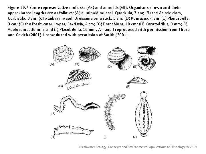 Figure 10. 7 Some representative mollusks (AF) and annelids (GJ). Organisms shown and their Figure 10. 7 Some representative mollusks (AF) and annelids (GJ). Organisms shown and their