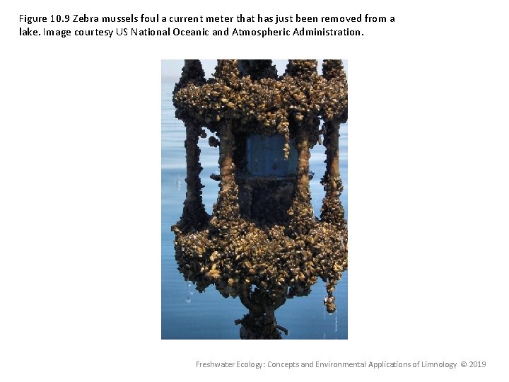 Figure 10. 9 Zebra mussels foul a current meter that has just been removed Figure 10. 9 Zebra mussels foul a current meter that has just been removed