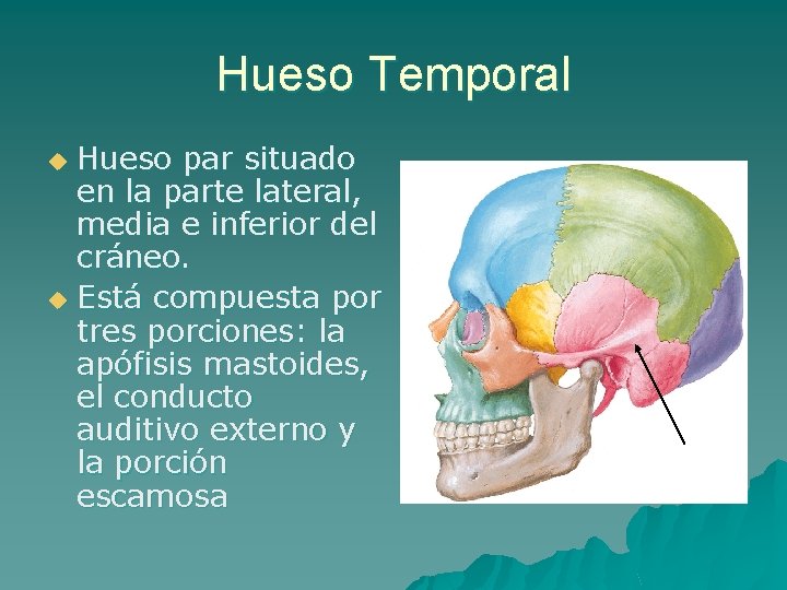 Hueso Temporal Hueso par situado en la parte lateral, media e inferior del cráneo.