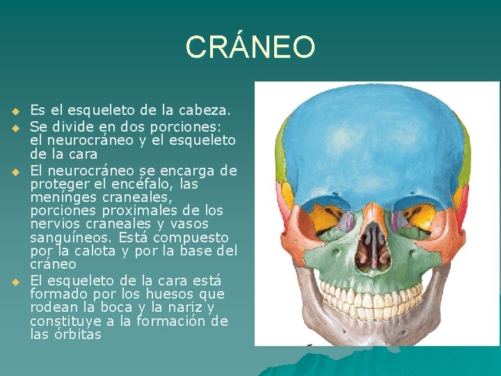 CRÁNEO u u Es el esqueleto de la cabeza. Se divide en dos porciones: