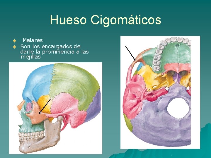 Hueso Cigomáticos u u Malares Son los encargados de darle la prominencia a las