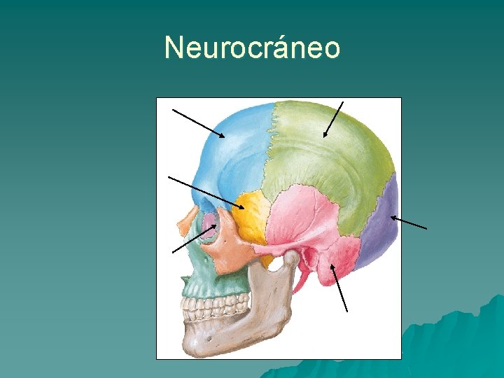 Neurocráneo 