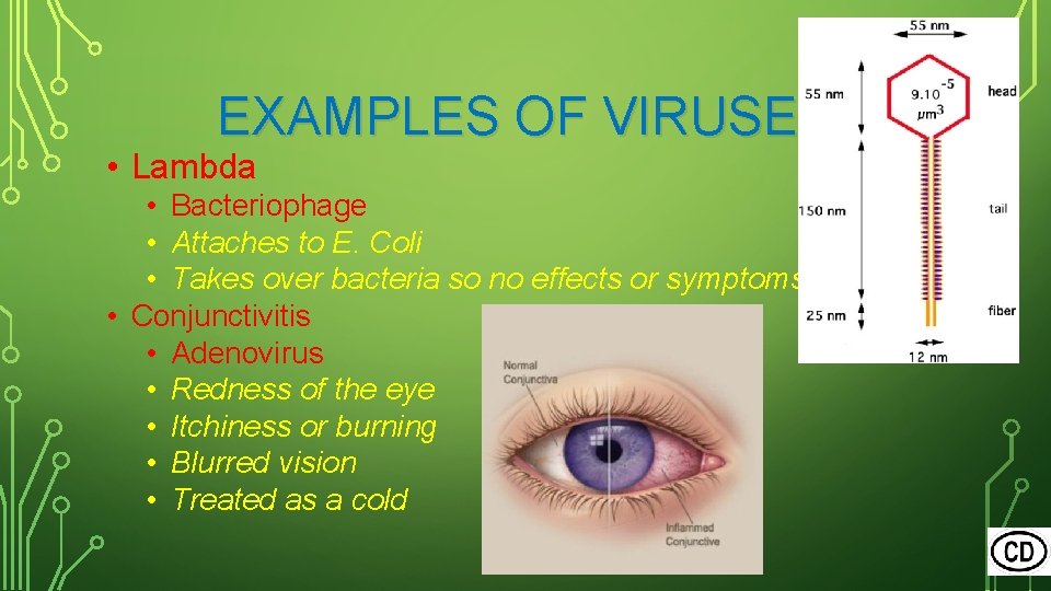 EXAMPLES OF VIRUSES • Lambda • Bacteriophage • Attaches to E. Coli • Takes