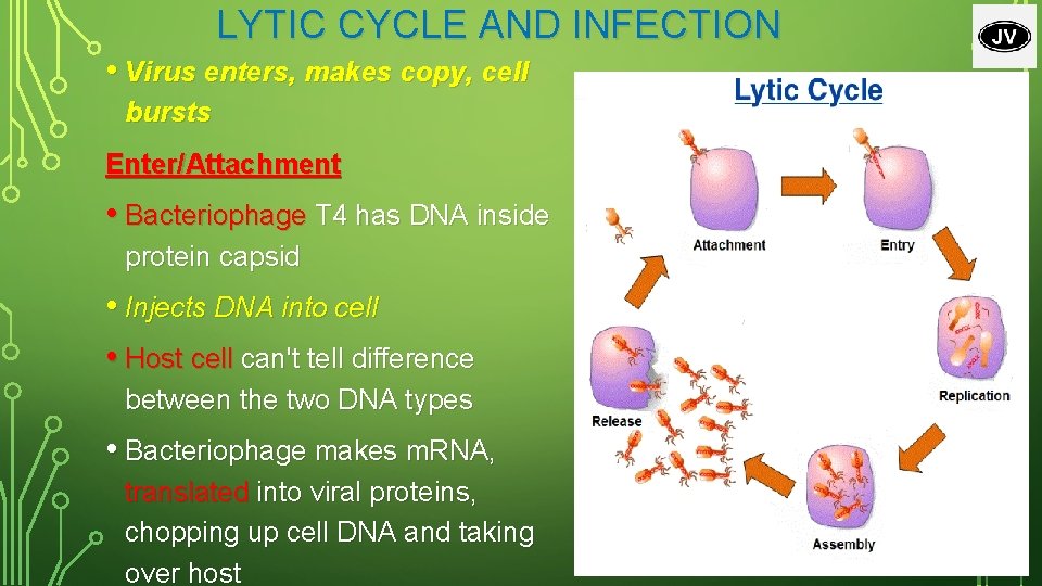 LYTIC CYCLE AND INFECTION • Virus enters, makes copy, cell bursts Enter/Attachment • Bacteriophage