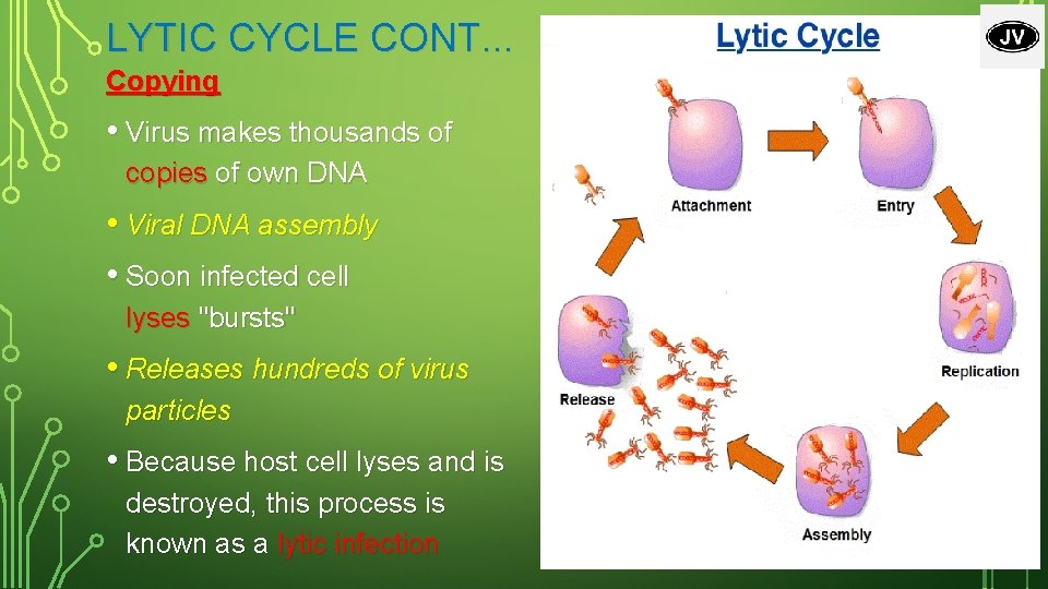 LYTIC CYCLE CONT. . . Copying • Virus makes thousands of copies of own