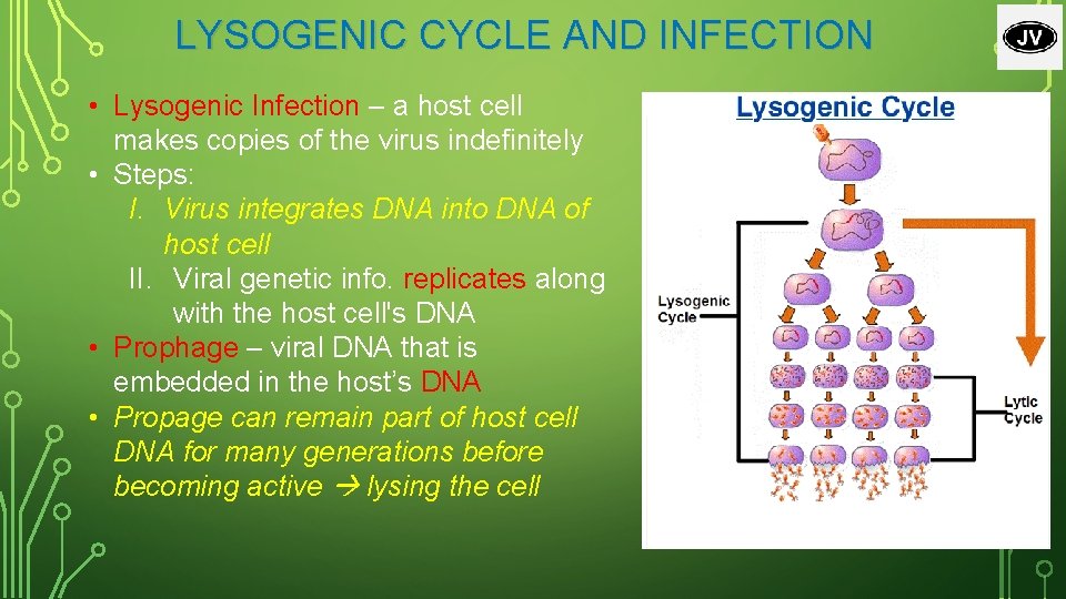 LYSOGENIC CYCLE AND INFECTION • Lysogenic Infection – a host cell makes copies of