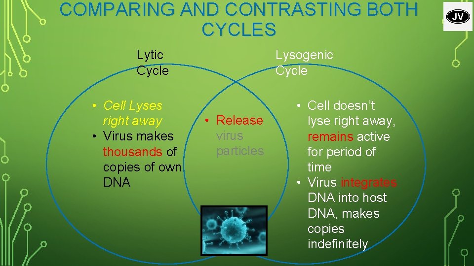 COMPARING AND CONTRASTING BOTH CYCLES Lytic Cycle • Cell Lyses right away • Virus