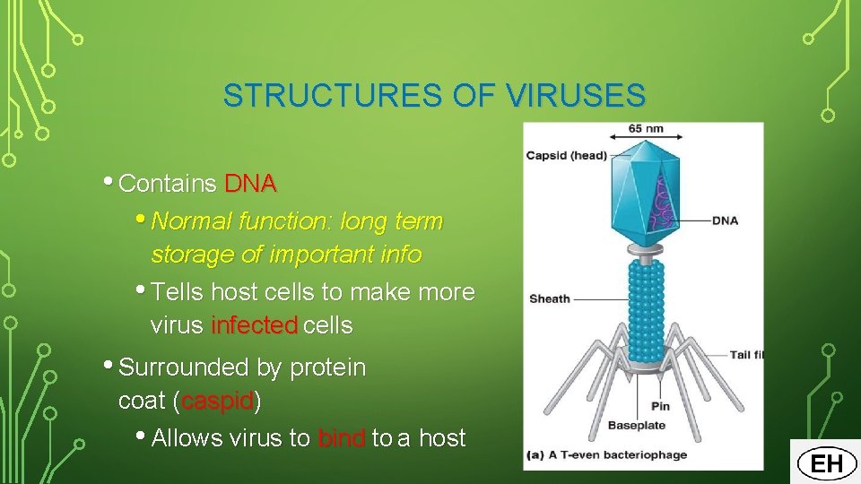 STRUCTURES OF VIRUSES • Contains DNA • Normal function: long term storage of important