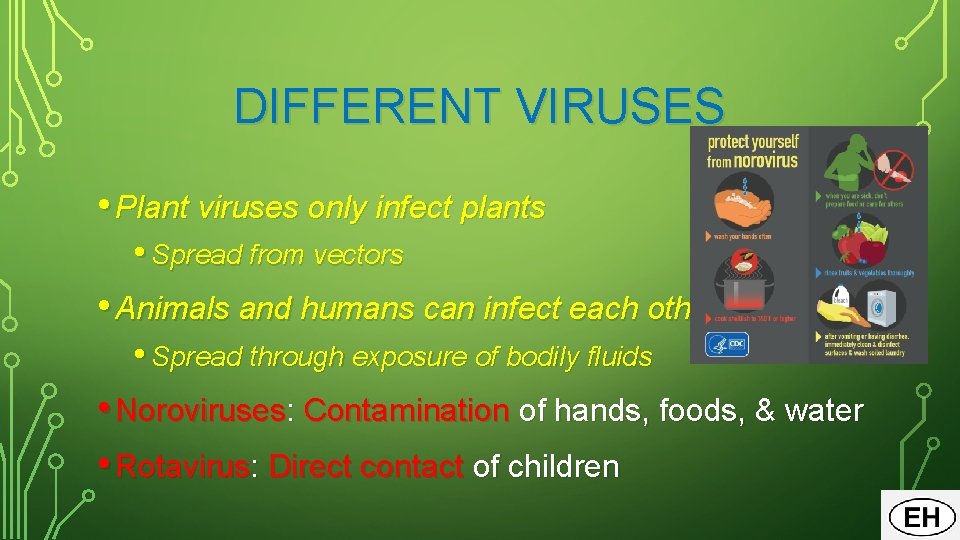 DIFFERENT VIRUSES • Plant viruses only infect plants • Spread from vectors • Animals