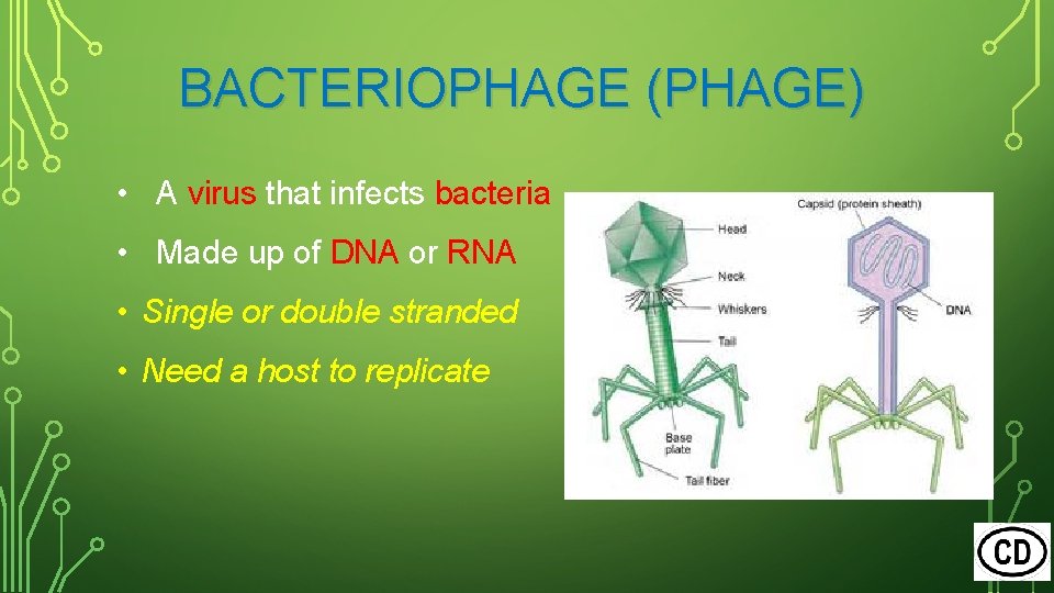 BACTERIOPHAGE (PHAGE) • A virus that infects bacteria • Made up of DNA or