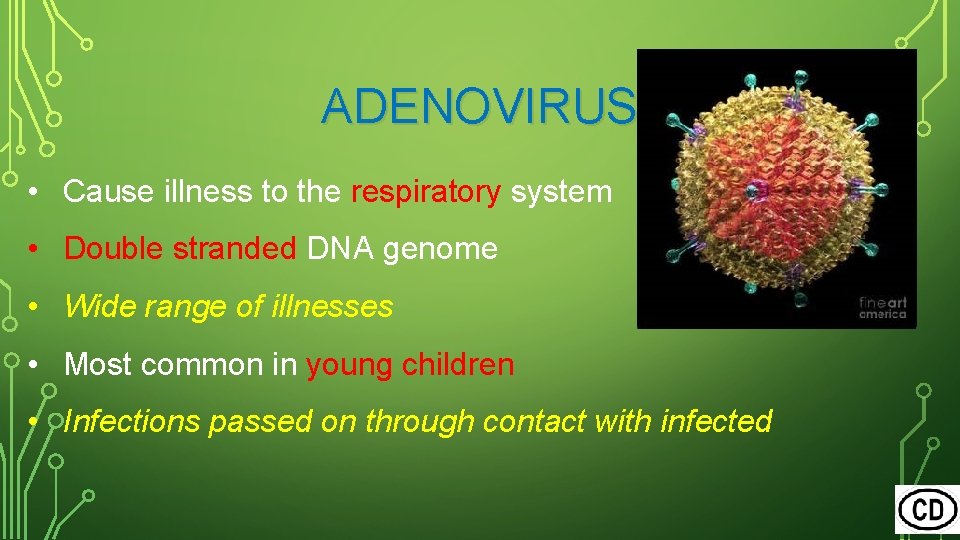 ADENOVIRUS • Cause illness to the respiratory system • Double stranded DNA genome •