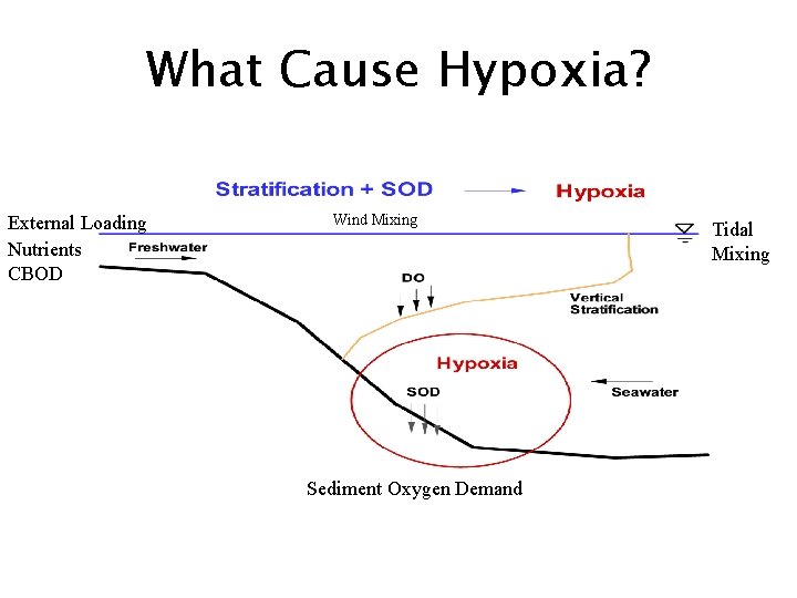 What Cause Hypoxia? External Loading Nutrients CBOD Wind Mixing Sediment Oxygen Demand Tidal Mixing