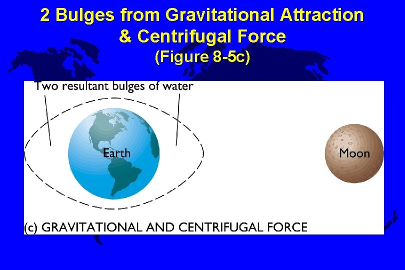 2 Bulges from Gravitational Attraction & Centrifugal Force (Figure 8 -5 c) 