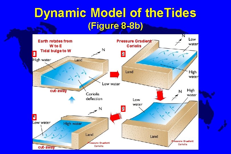 Dynamic Model of the. Tides (Figure 8 -8 b) Earth rotates from W to