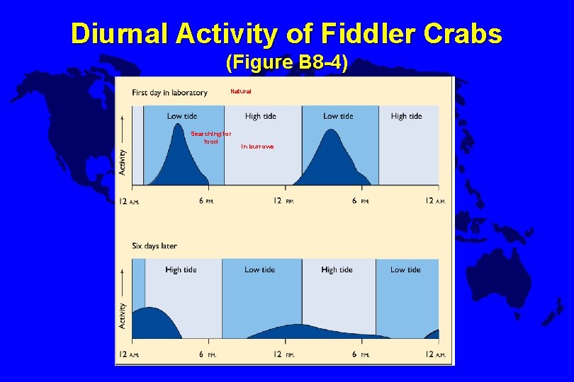Diurnal Activity of Fiddler Crabs (Figure B 8 -4) Natural Searching for food in
