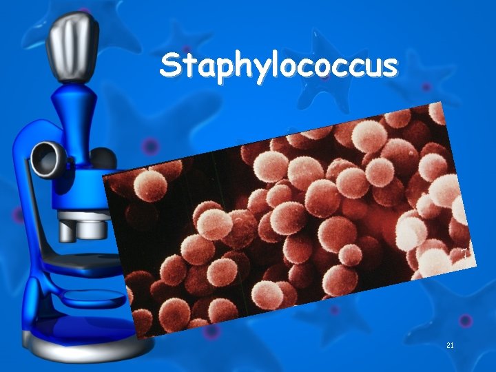 Staphylococcus 21 