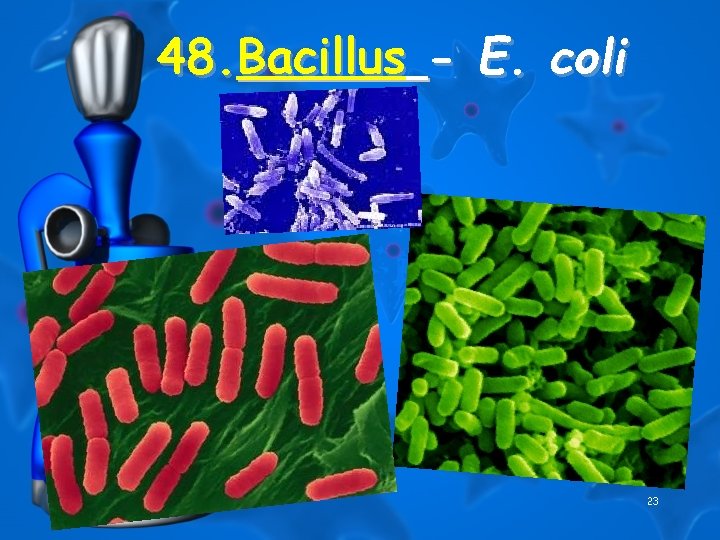 48. Bacillus - E. coli 23 