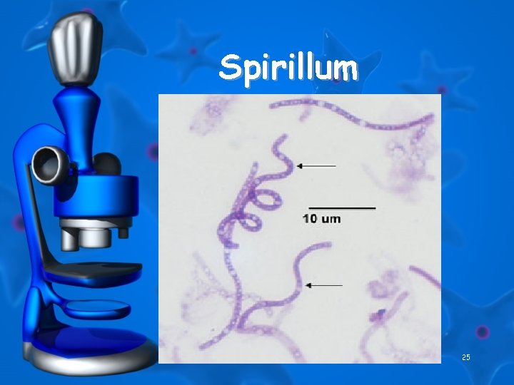 Spirillum 25 