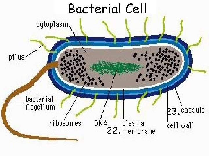 Bacterial Cell 22. 23. 4 