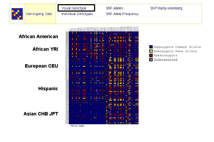 African American African YRI European CEU Hispanic Asian CHB JPT 