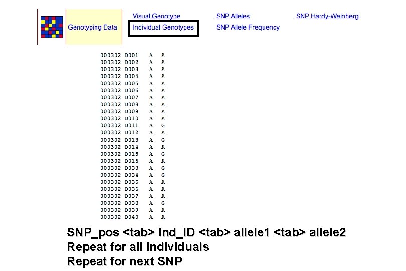 SNP_pos <tab> Ind_ID <tab> allele 1 <tab> allele 2 Repeat for all individuals Repeat