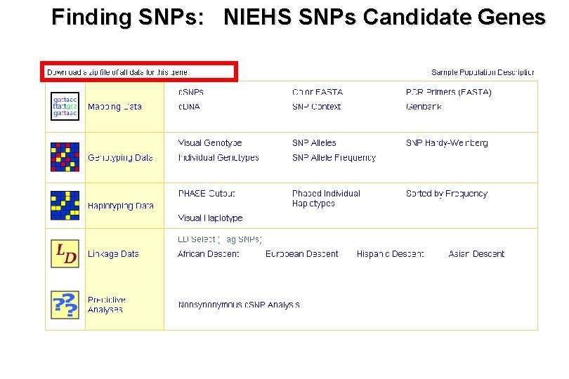 Finding SNPs: NIEHS SNPs Candidate Genes 