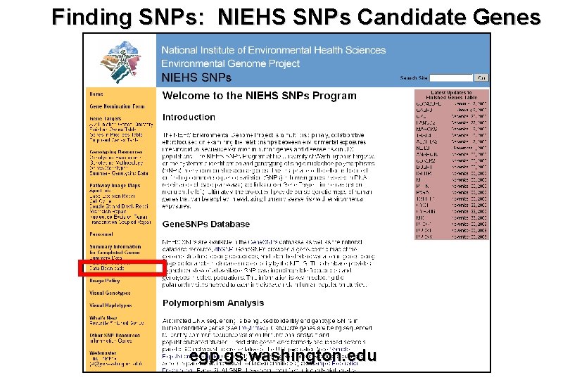 Finding SNPs: NIEHS SNPs Candidate Genes egp. gs. washington. edu 