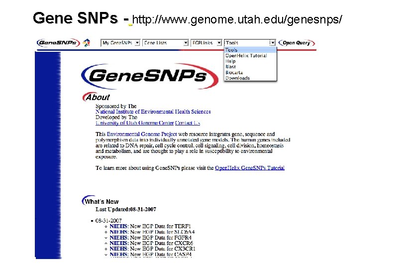 Gene SNPs - http: //www. genome. utah. edu/genesnps/ 