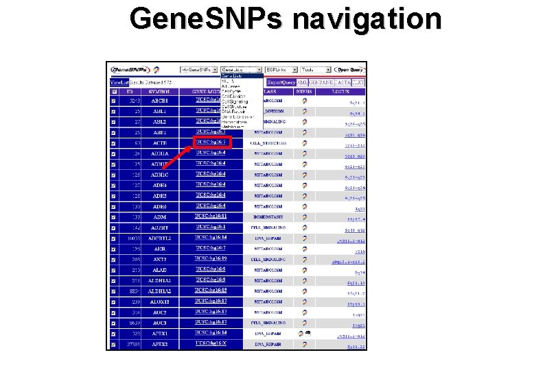 Gene. SNPs navigation 