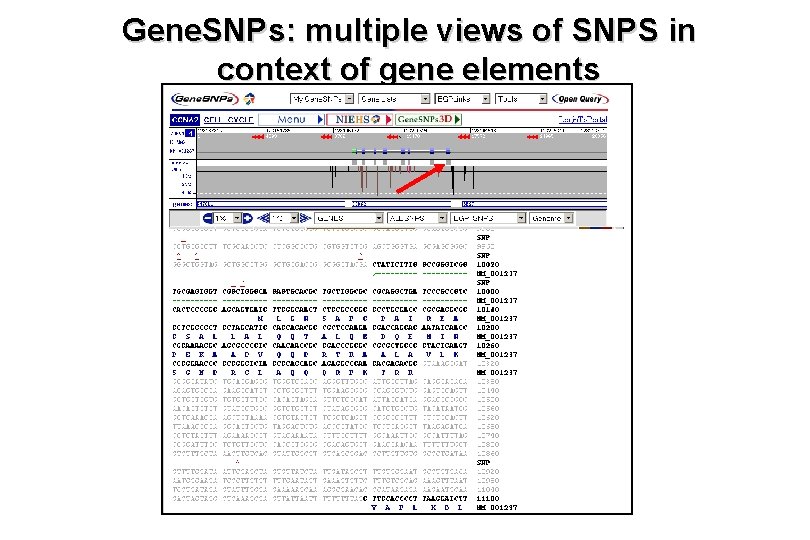 Gene. SNPs: multiple views of SNPS in context of gene elements 