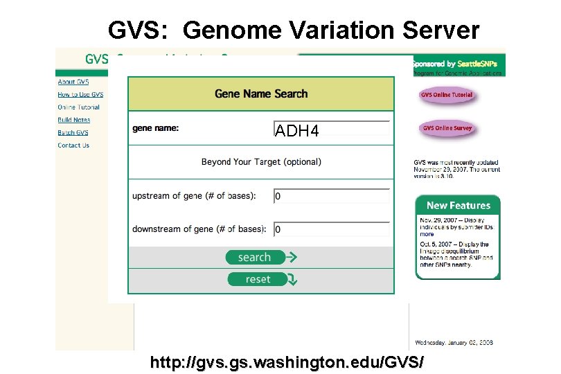 GVS: Genome Variation Server ADH 4 http: //gvs. gs. washington. edu/GVS/ 