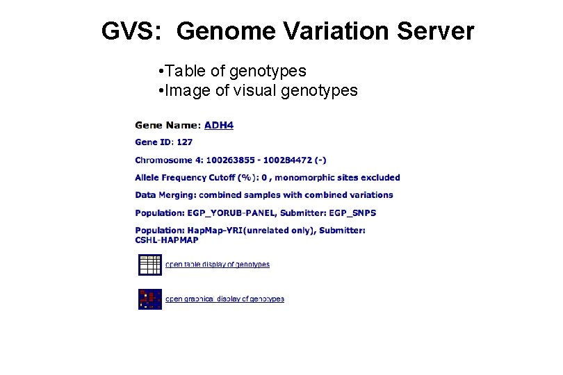 GVS: Genome Variation Server • Table of genotypes • Image of visual genotypes 