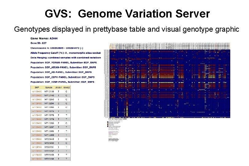GVS: Genome Variation Server Genotypes displayed in prettybase table and visual genotype graphic 