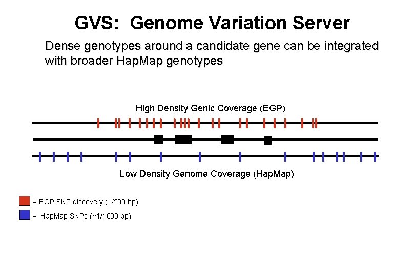 GVS: Genome Variation Server Dense genotypes around a candidate gene can be integrated with