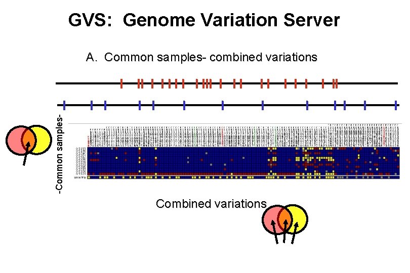 GVS: Genome Variation Server -Common samples- A. Common samples- combined variations Combined variations 