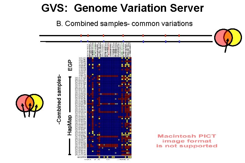 GVS: Genome Variation Server Hap. Map -Combined samples- EGP B. Combined samples- common variations