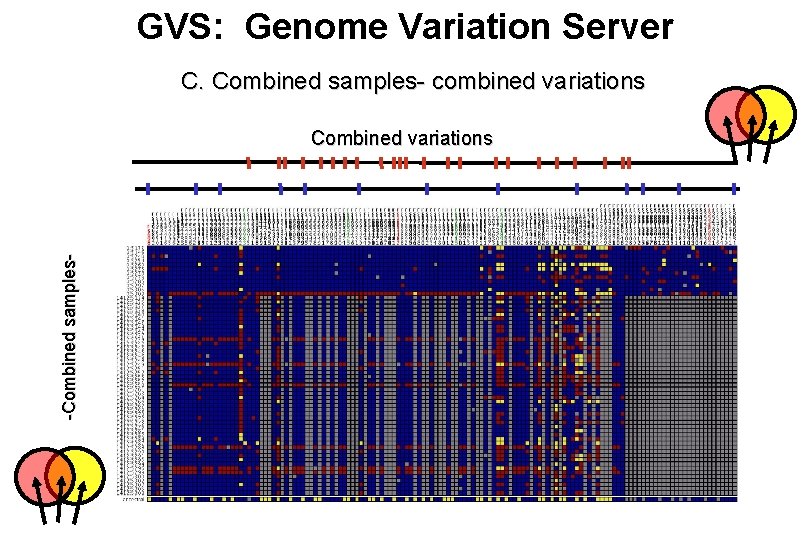 GVS: Genome Variation Server C. Combined samples- combined variations -Combined samples- Combined variations 