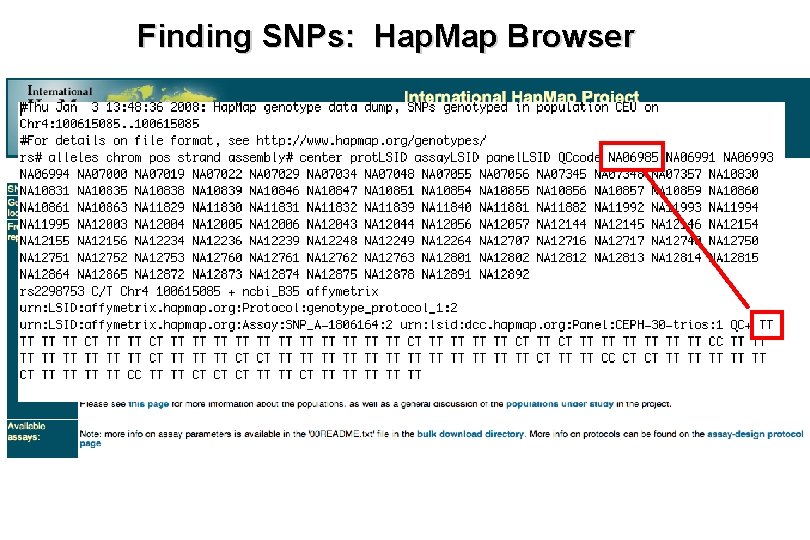 Finding SNPs: Hap. Map Browser 