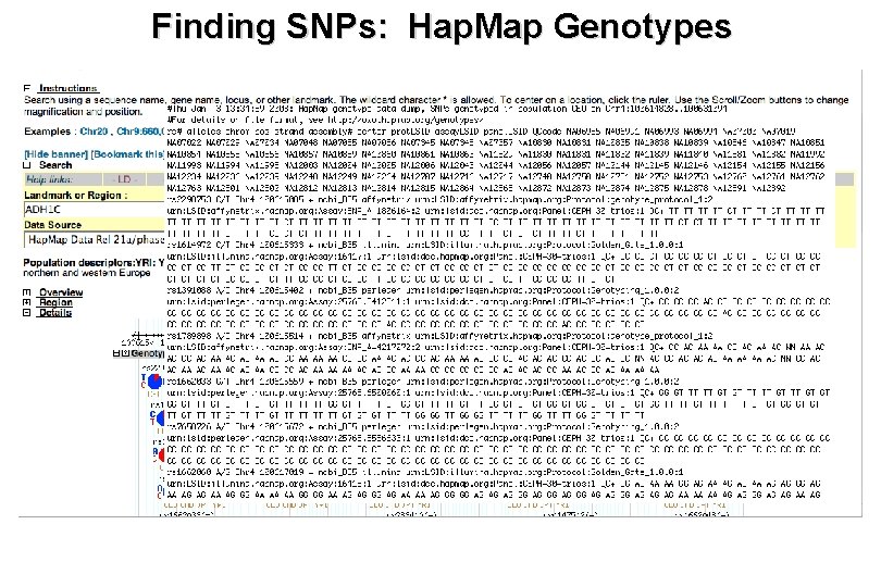 Finding SNPs: Hap. Map Genotypes 