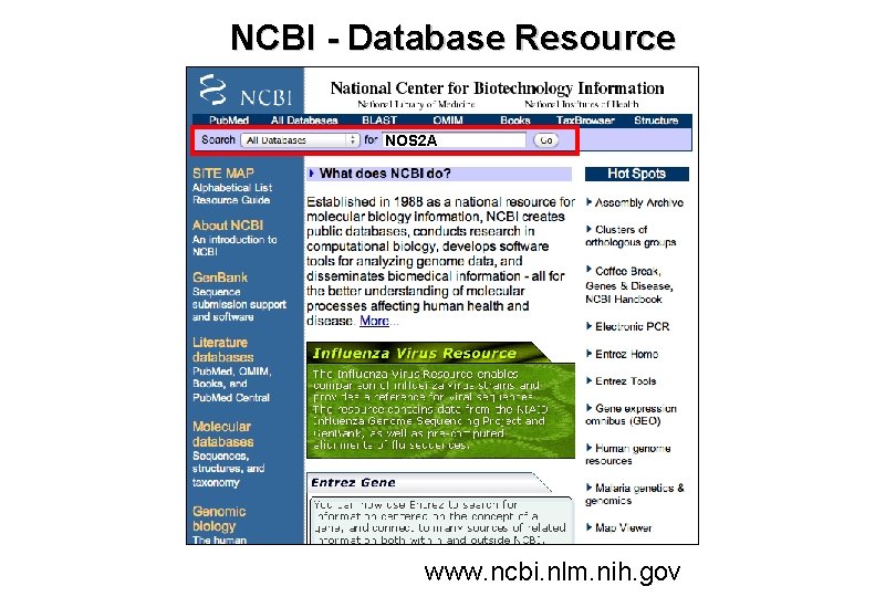 NCBI - Database Resource NOS 2 A www. ncbi. nlm. nih. gov 