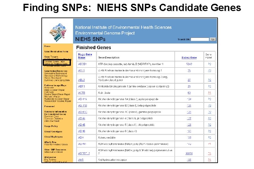 Finding SNPs: NIEHS SNPs Candidate Genes 
