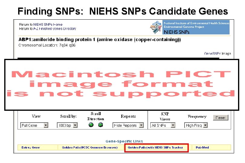 Finding SNPs: NIEHS SNPs Candidate Genes 